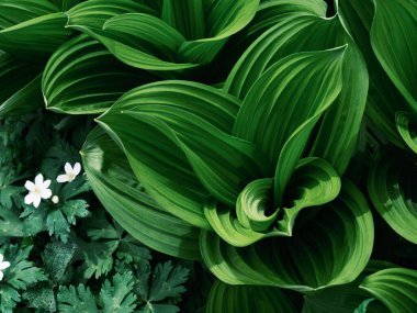 Bahar Ormanında Veratrum Oxyseum