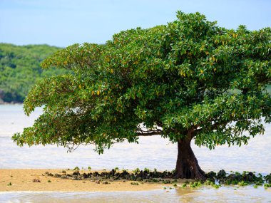 İriomote adasında ilmek kökü mangrov ağacı