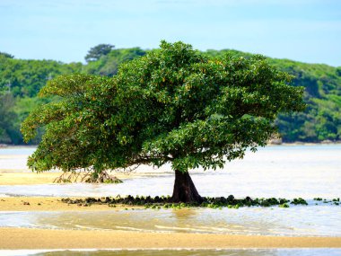 İriomote adasında ilmek kökü mangrov ağacı