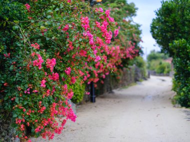 Taketomi Adası 'nın eski bir kasabası