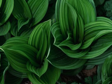 Bahar Ormanında Veratrum Oxyseum
