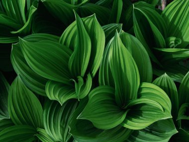 Bahar Ormanında Veratrum Oxyseum