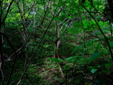 Ishigaki adasındaki yağmur ormanları.