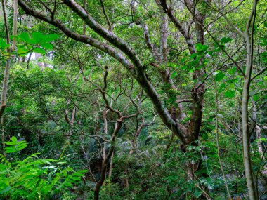 Ishigaki adasındaki yağmur ormanları.
