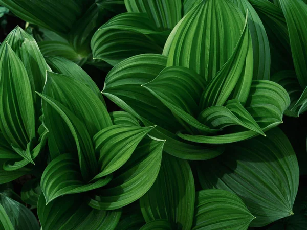 Bahar Ormanında Veratrum Oxyseum