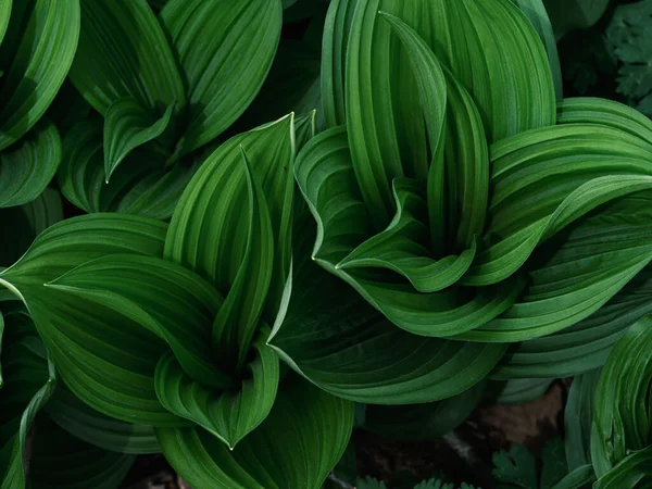 Bahar Ormanında Veratrum Oxyseum