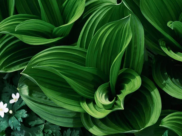 Bahar Ormanında Veratrum Oxyseum