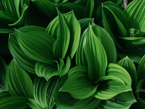 Bahar Ormanında Veratrum Oxyseum