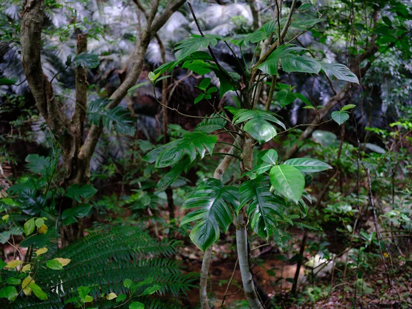 Ishigaki adasındaki yağmur ormanları.