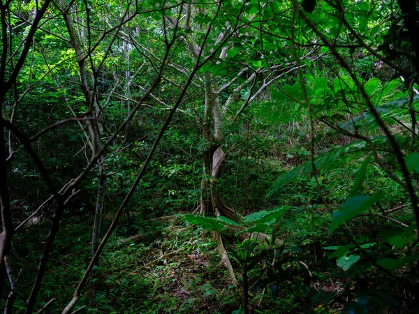 Ishigaki adasındaki yağmur ormanları.