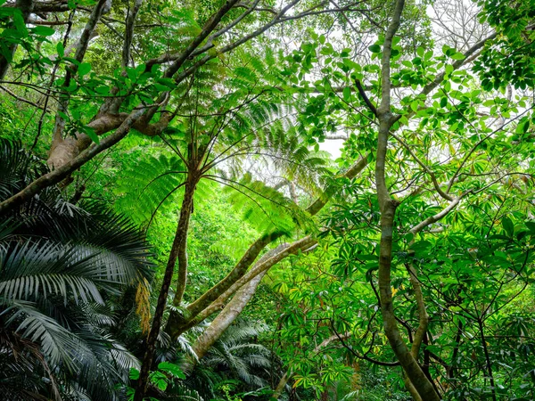 Giungla Della Foresta Pluviale Sull Isola Ishigaki — Foto Stock