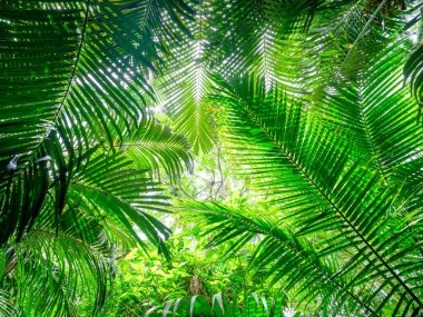 Ishigaki adasındaki yağmur ormanları.