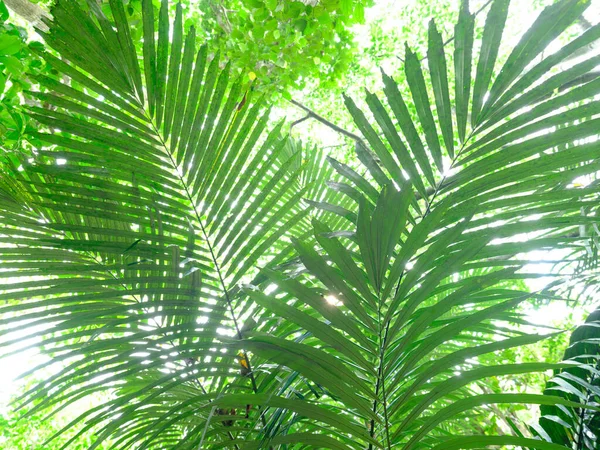 Ishigaki adasındaki yağmur ormanları.