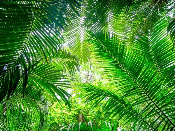 Ishigaki adasındaki yağmur ormanları.