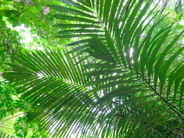 Dżungla Lasów Deszczowych Wyspie Ishigaki — Zdjęcie stockowe