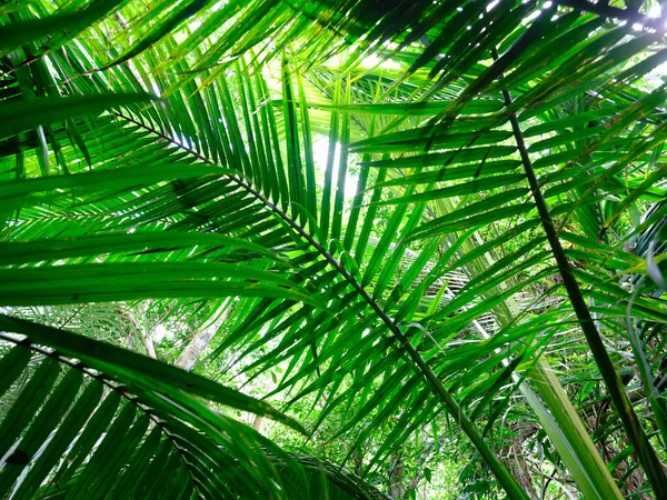 Ishigaki adasındaki yağmur ormanları.