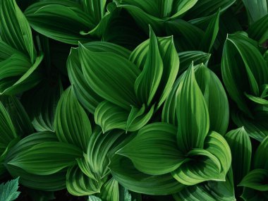Bahar Ormanında Veratrum Oxyseum