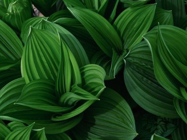 Bahar Ormanında Veratrum Oxyseum