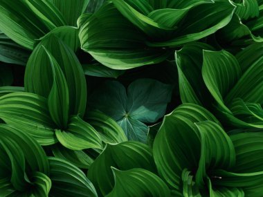 Bahar Ormanında Veratrum Oxyseum