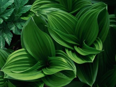 Bahar Ormanında Veratrum Oxyseum