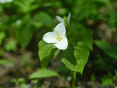 İlkbaharda Hokkaido 'da Trillium Camschatcense