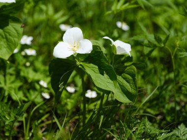 İlkbaharda Hokkaido 'da Trillium Camschatcense
