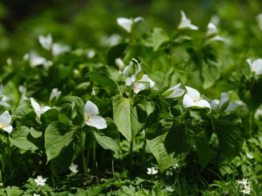 İlkbaharda Hokkaido 'da Trillium Camschatcense