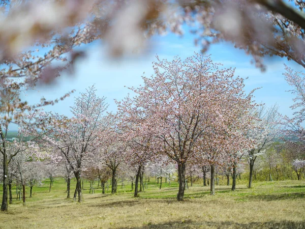 Kwiaty Wiśni Nakasatunai Hokkaido — Zdjęcie stockowe