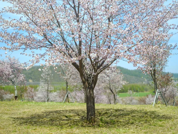 Άνθη Κερασιάς Στο Nakasatunai Hokkaido — Φωτογραφία Αρχείου
