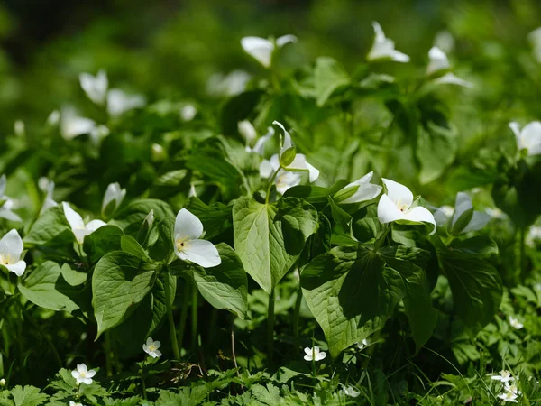 İlkbaharda Hokkaido 'da Trillium Camschatcense