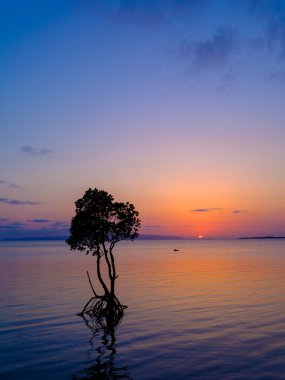 Ishigaki adasında döngülü mangrov ve günbatımı