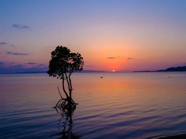 Loop Root Mangrove Sunset Ishigaki Island — Stock Photo, Image