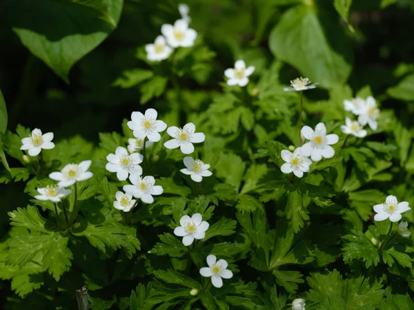 Hokkaido ilkbaharında yumuşak rüzgarçiçeği