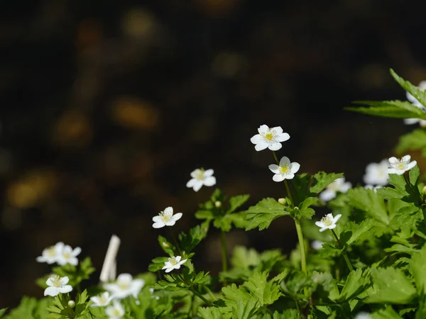 Viento Suave Primavera Hokkaido —  Fotos de Stock