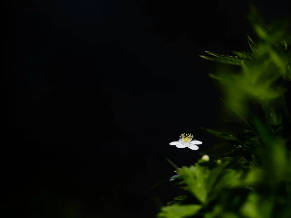 春暖花开的北海道 — 图库照片