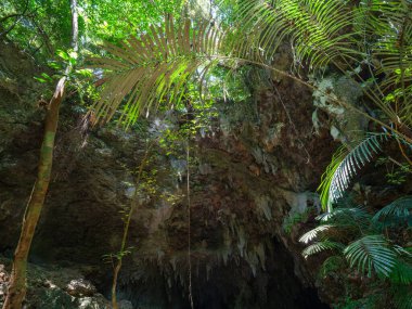 İriomote adasındaki kireçtaşı mağarası