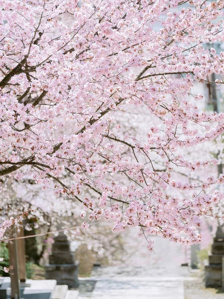 Bahar Hokkaido Kiraz Çiçekleri — Stok fotoğraf