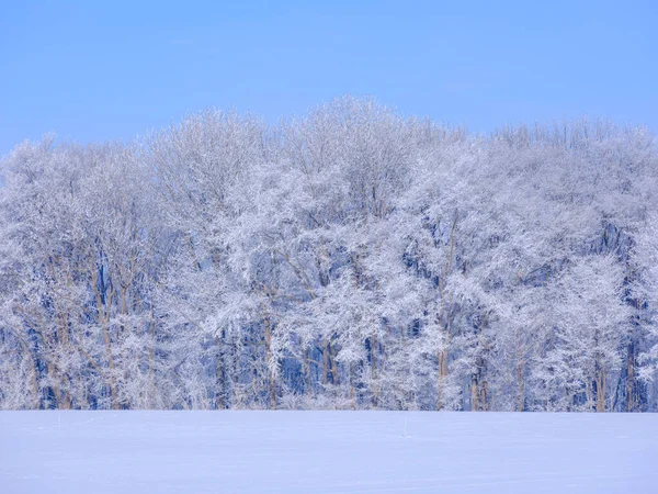 Frost Covered Tree Blue Sky — Stock Photo, Image