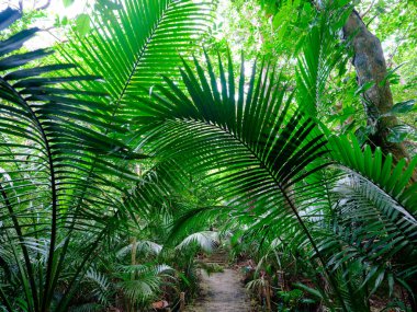 Ishigaki adasındaki yağmur ormanları.