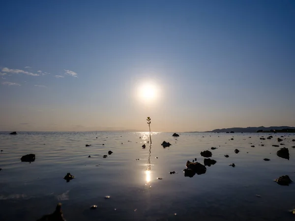 Młody Mangorve Słońce Wyspie Ishigaki — Zdjęcie stockowe