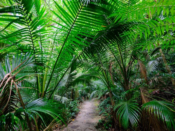 Ishigaki adasındaki yağmur ormanları.