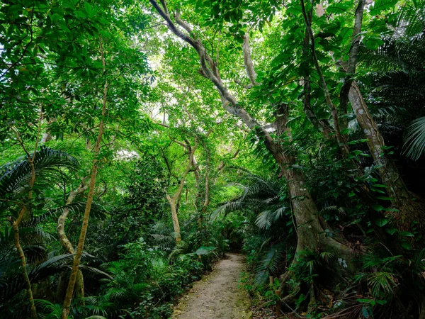 Ishigaki adasındaki yağmur ormanları.