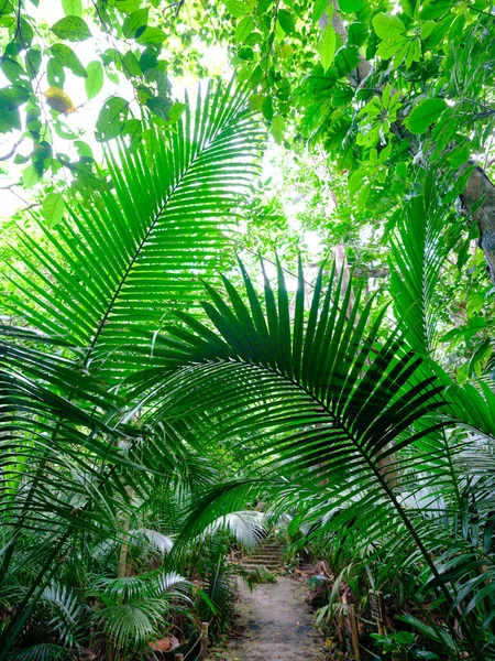 Selva Tropical Isla Ishigaki —  Fotos de Stock