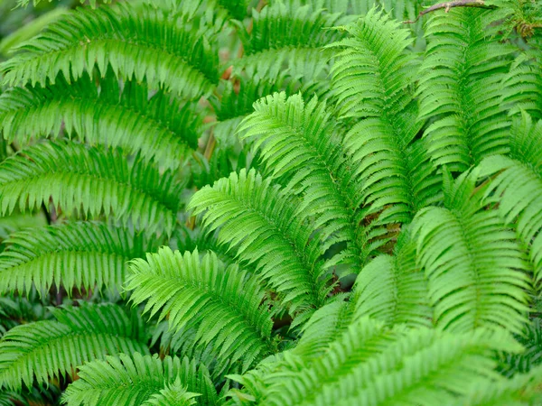 Fern Plant Summer Forest — Stock Photo, Image