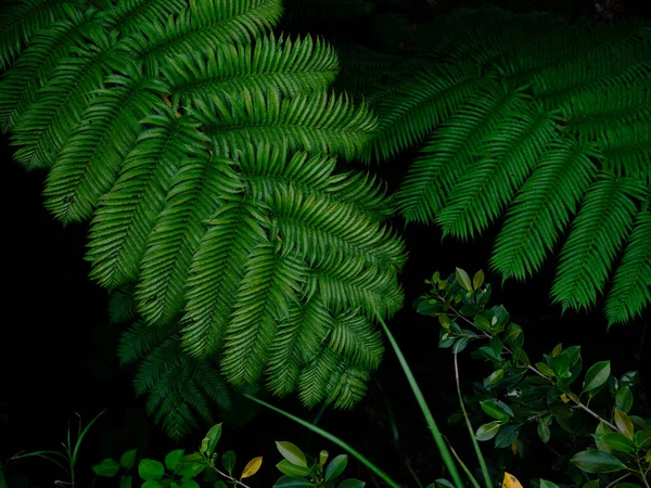 Yaz Ormanında Eğreltiotu Bitkisi — Stok fotoğraf