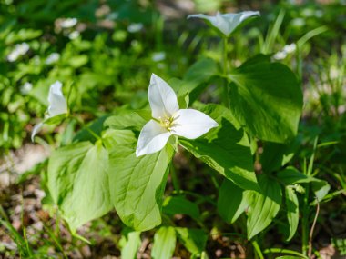 İlkbaharda Hokkaido 'da Trillium Camschatcense