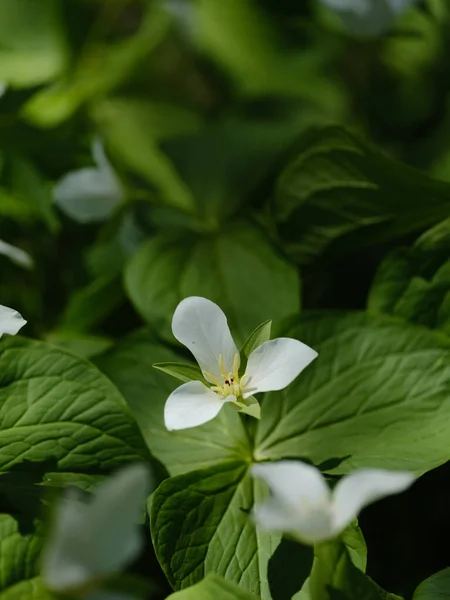 Trillium Camschatcense Primavera Hokkaido —  Fotos de Stock