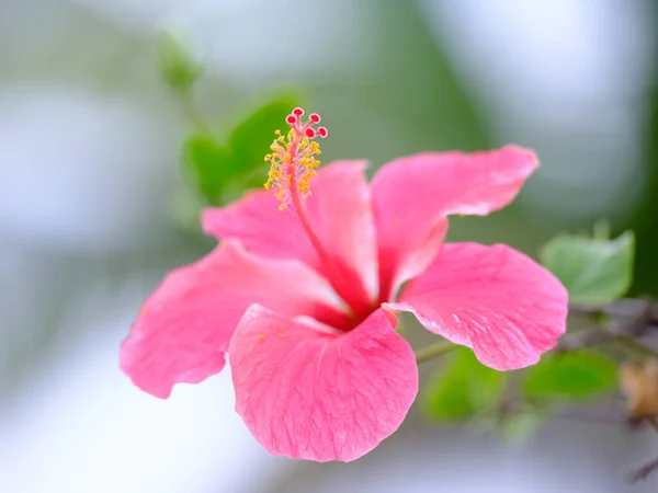 Fiore Ibisco Nell Isola Ishigaki — Foto Stock