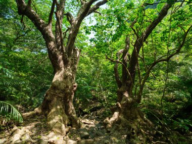 ahtapot ağacı iriomote adasında