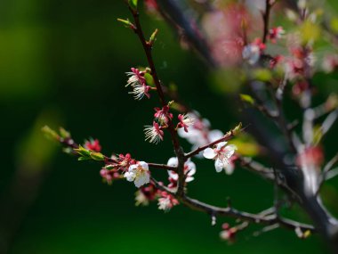 Kiraz çiçekleri düştükten sonra